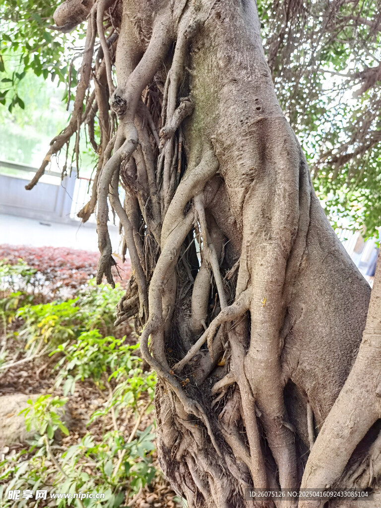 榕树