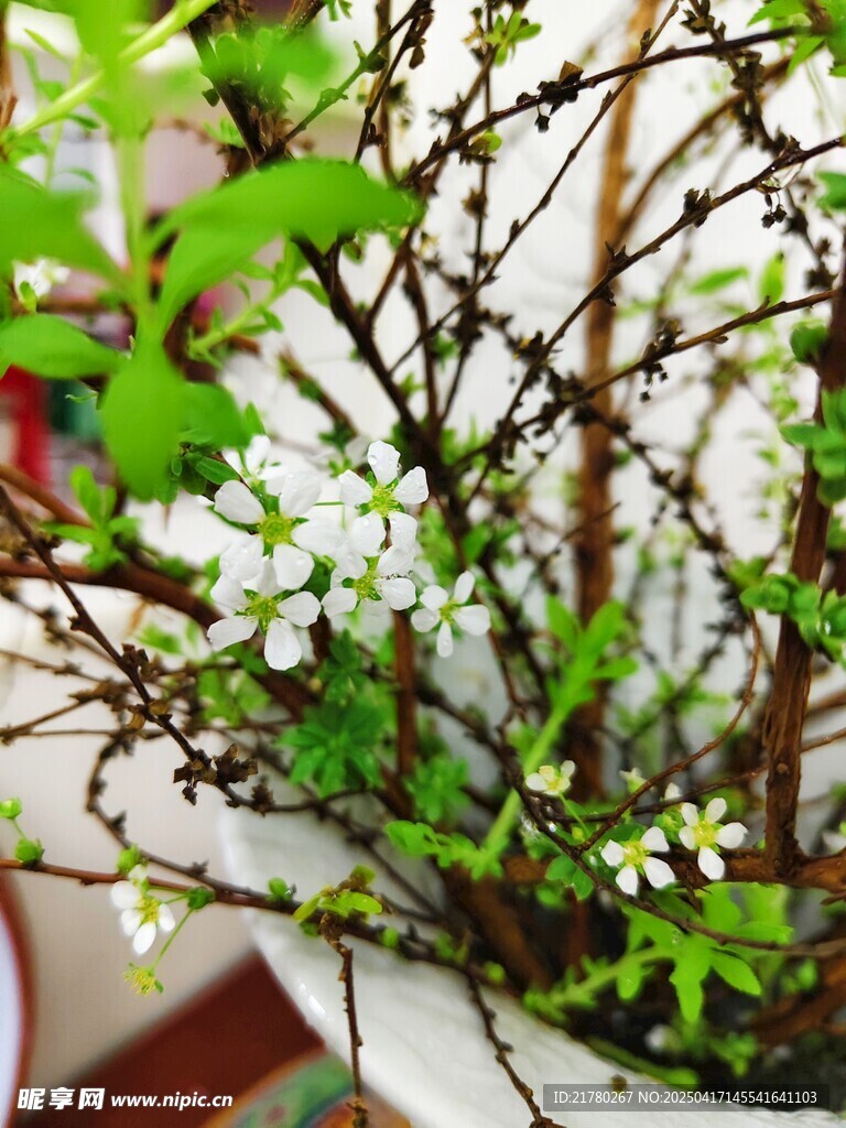 雪柳景致