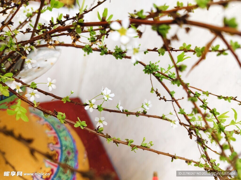 春日枝头绽新花