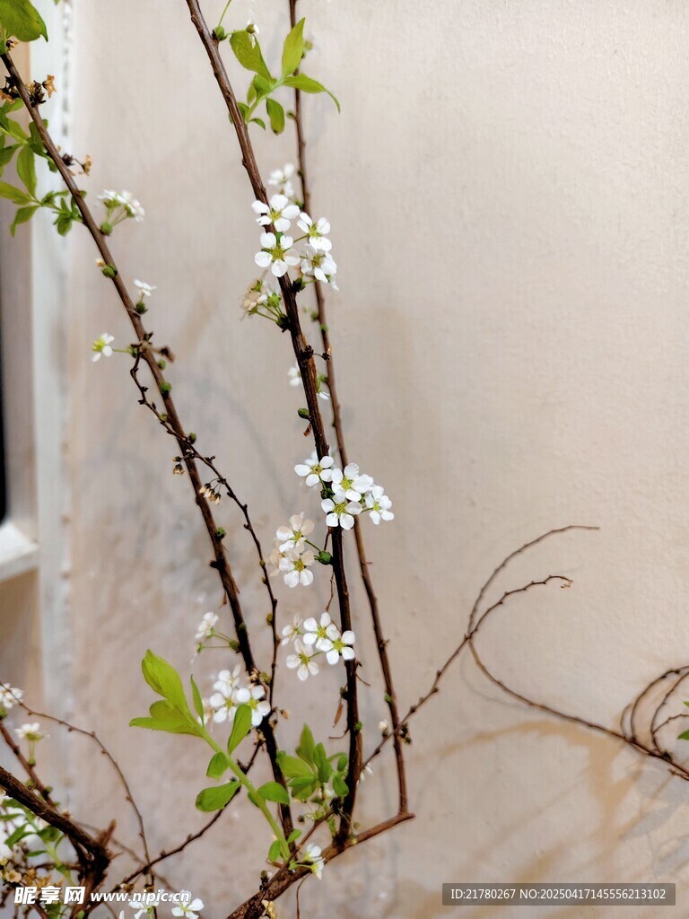 白色小花