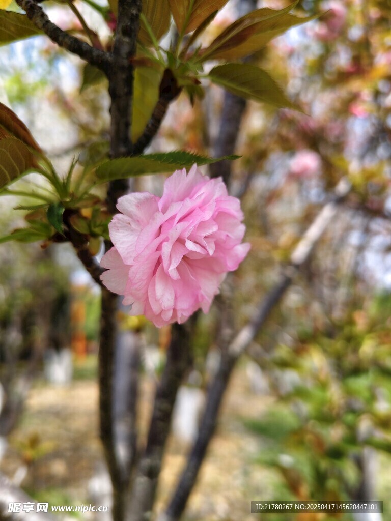 娇艳粉色花朵枝头绽放