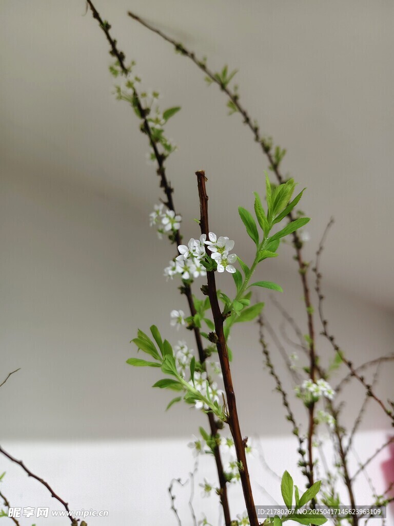 素雅小白花枝条特写