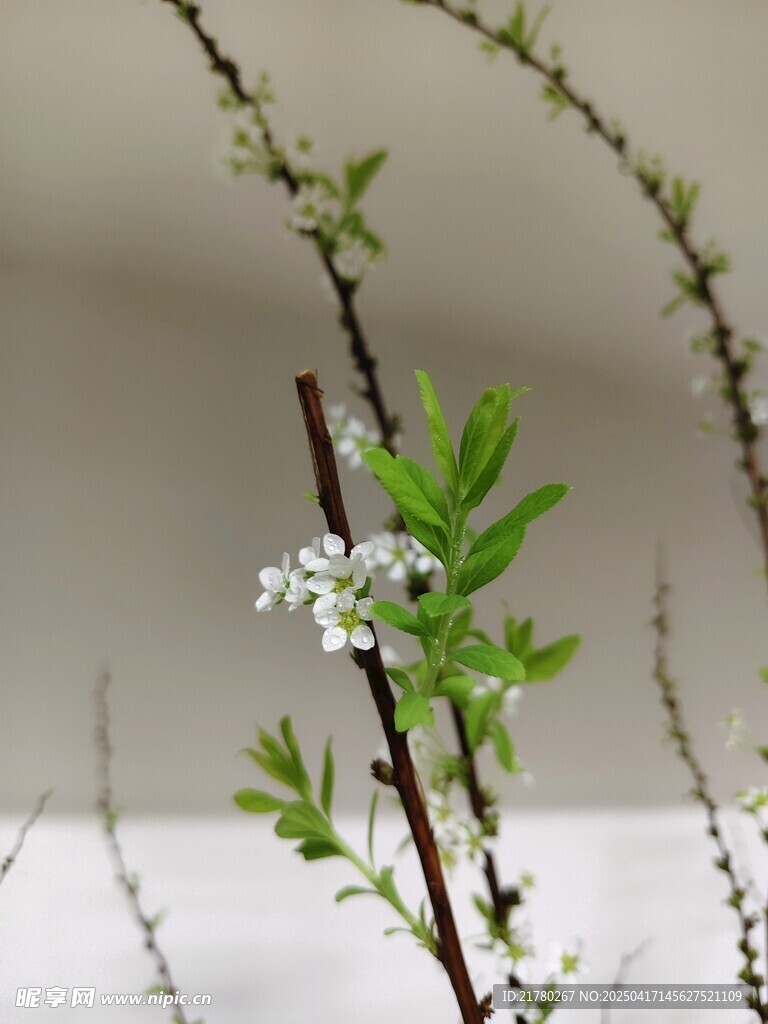 枝头白花绽 清新自然景