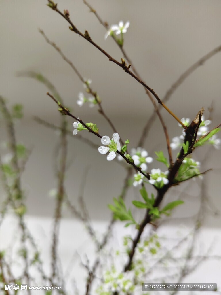 枝头绽新花