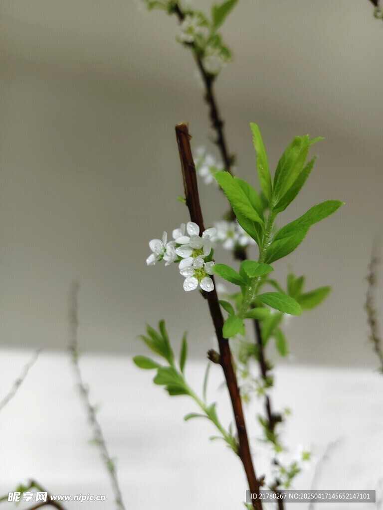 嫩绿枝丫绽放小白花