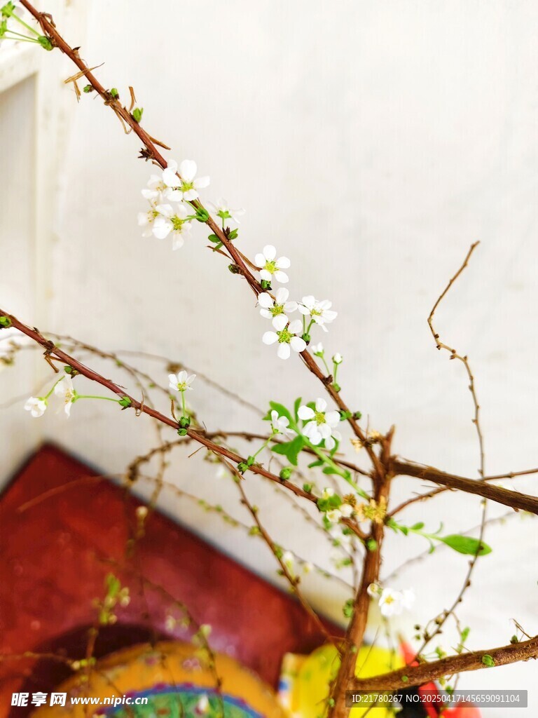 枝头绽新花 春意初显