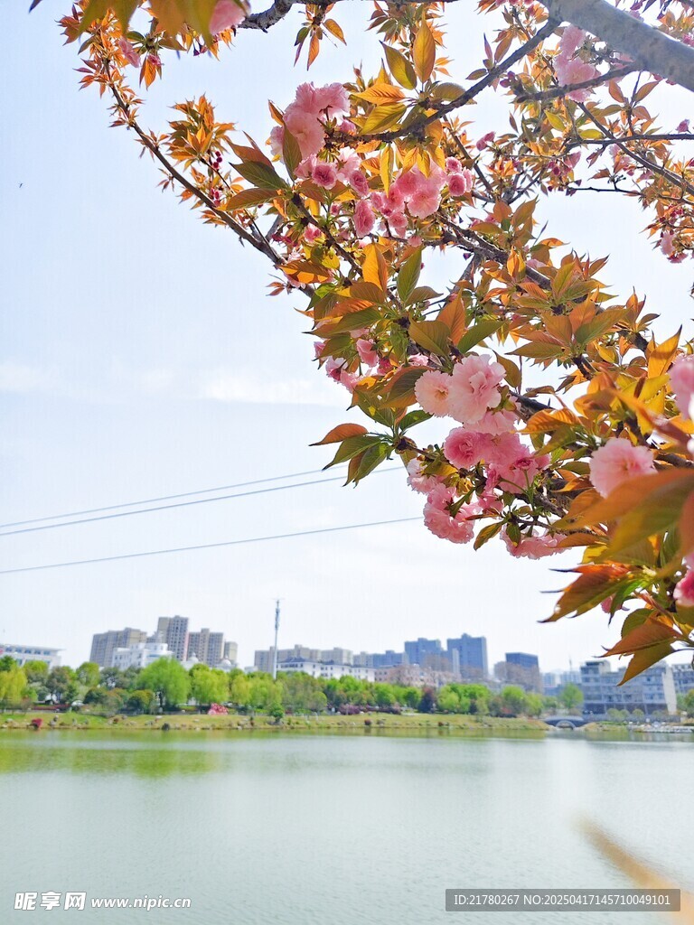 湖畔美景 樱花树下
