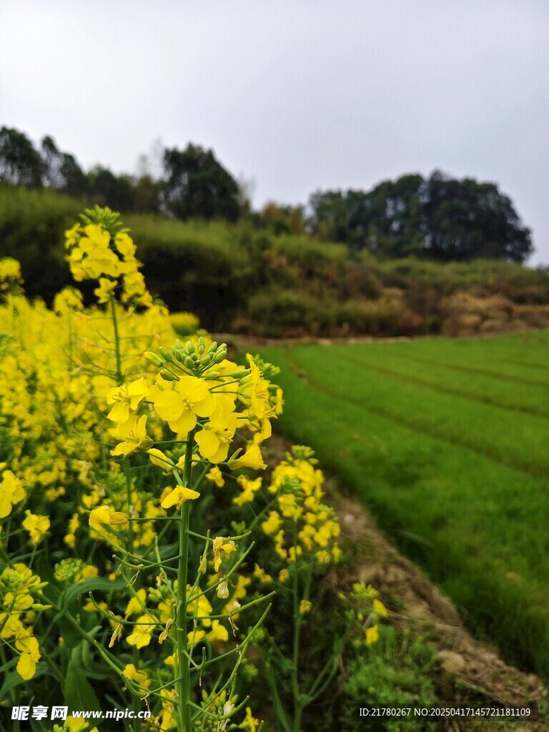 油菜花田园风景