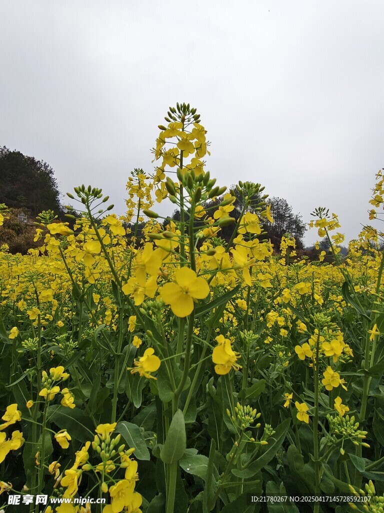 油菜花