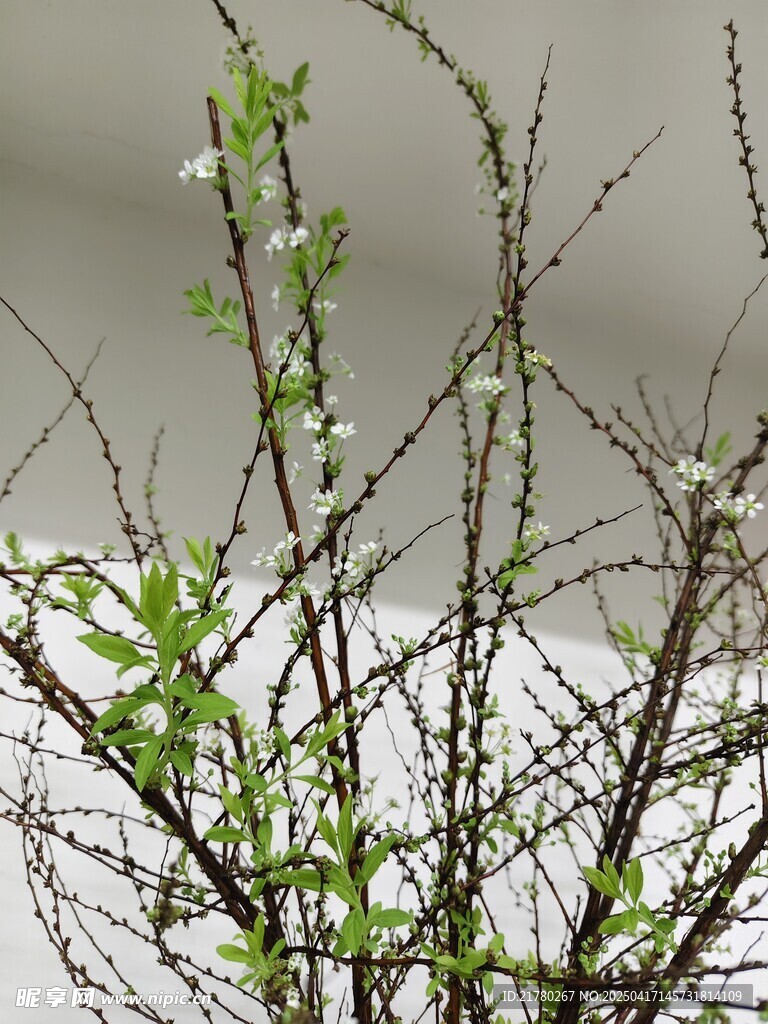 带白花的绿植枝条特写