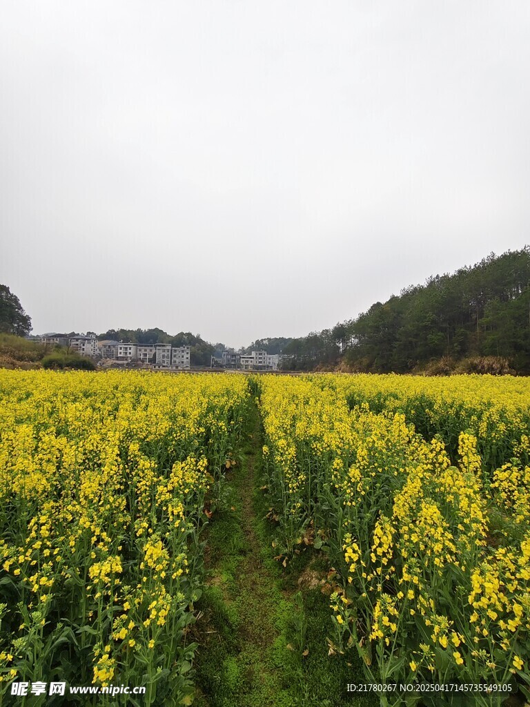 油菜花