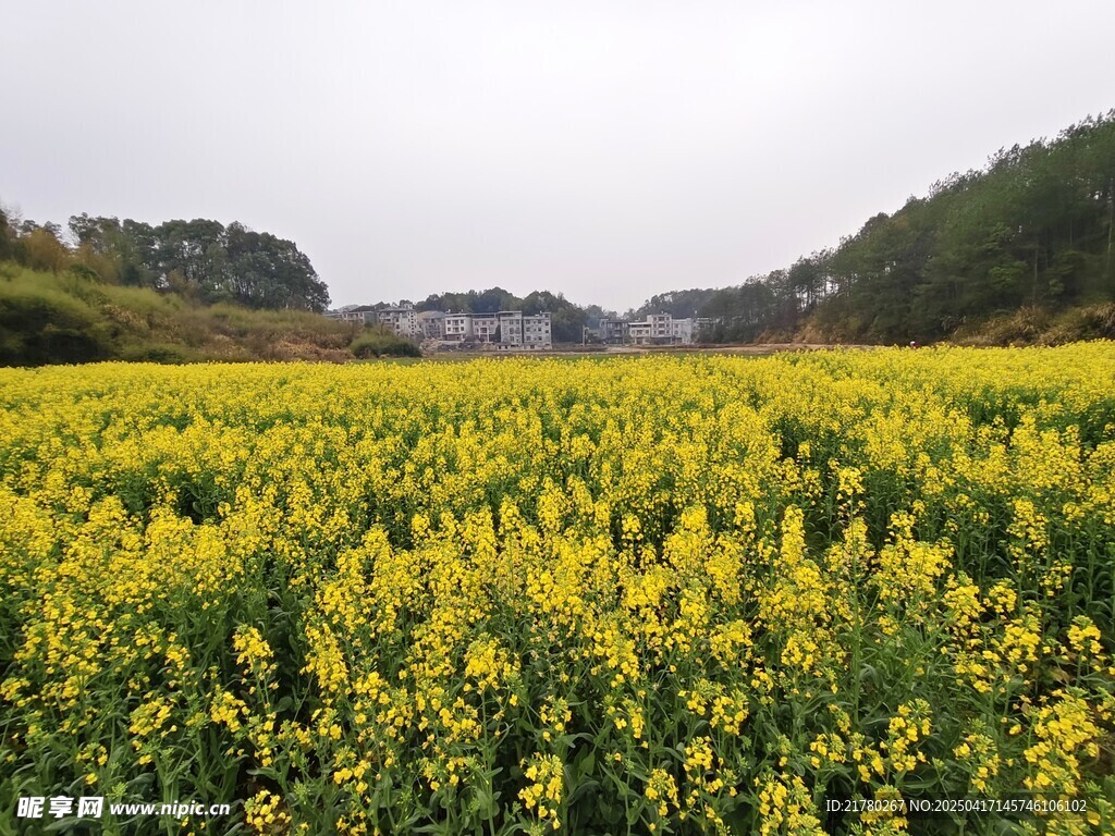 大片油菜花