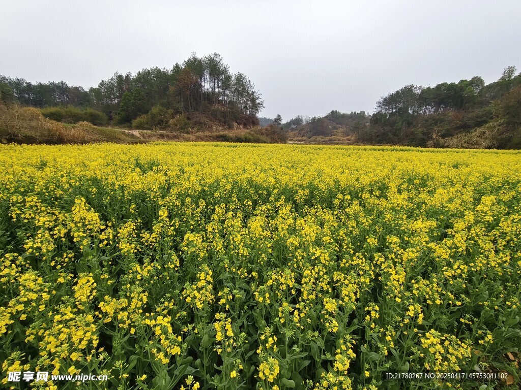 山野间的油菜