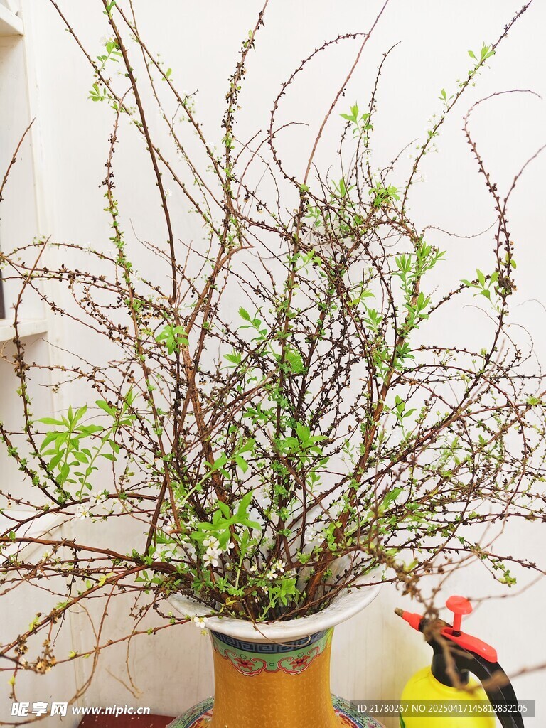 室内绿植盆栽生机勃勃