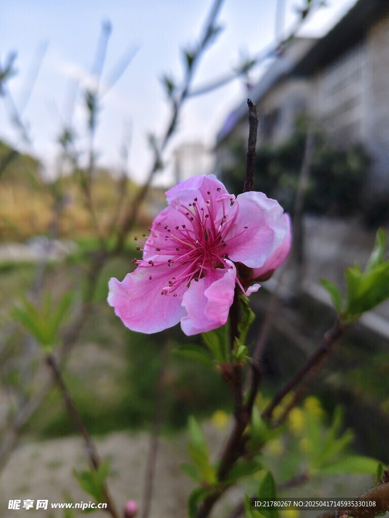 一朵桃花枝头俏
