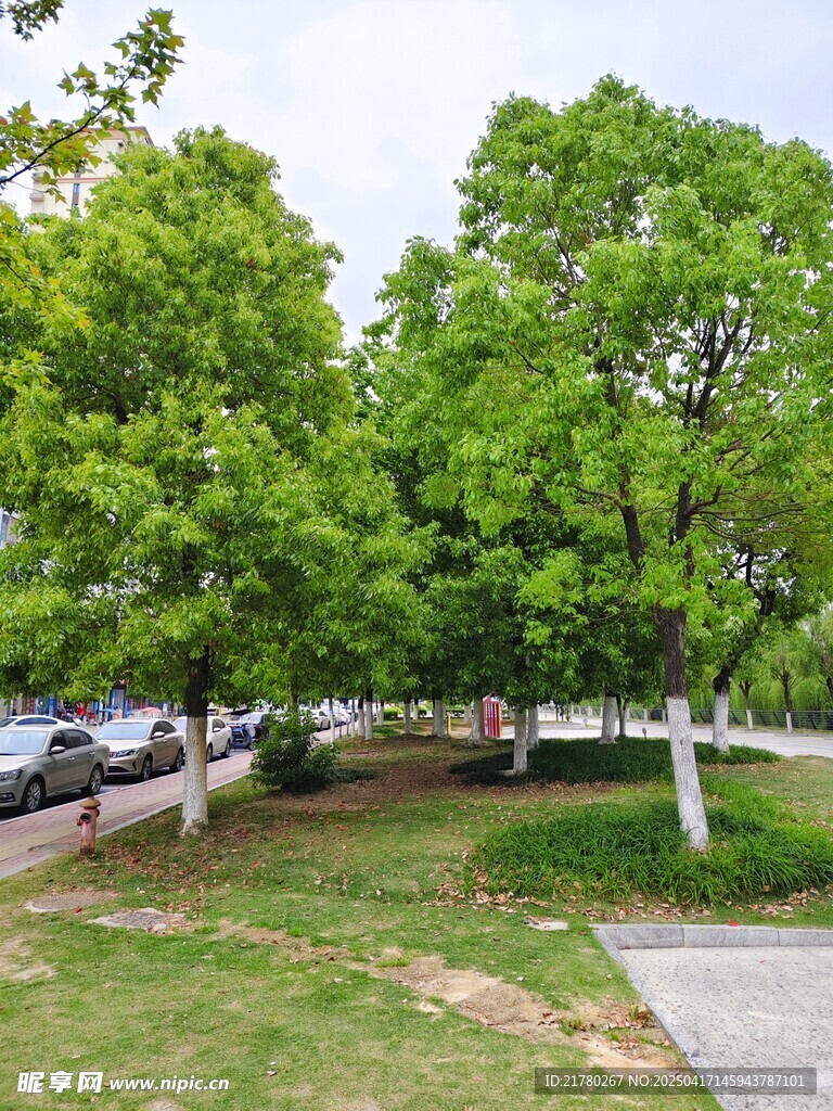 城市绿荫下街道