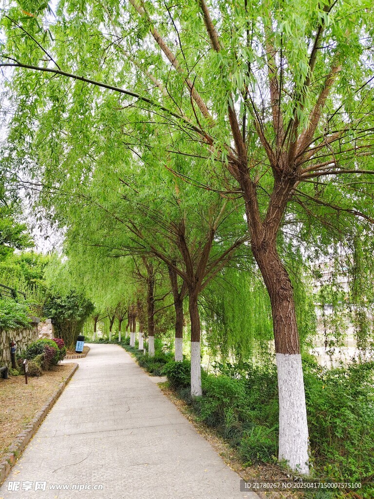 春日林荫小道