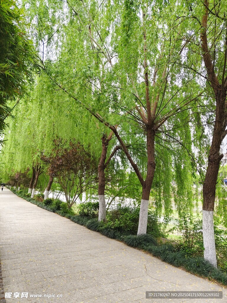 春日柳荫小道