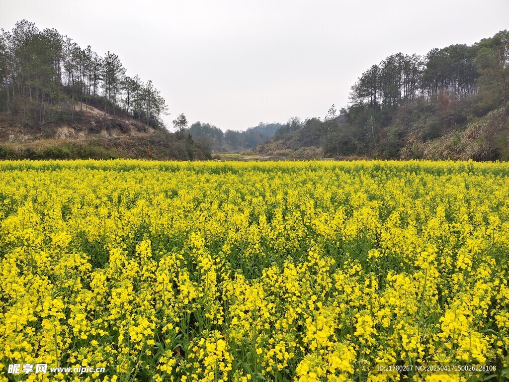 油菜花