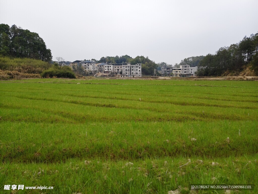 田坎 田园