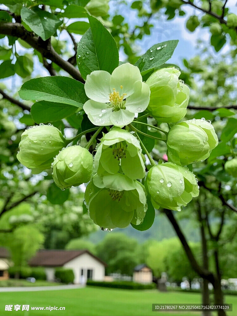 枝头青苹果与绽放白花