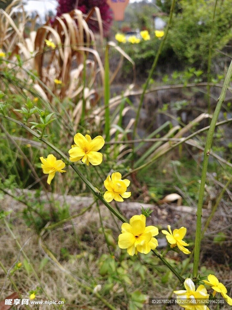 故事的小黄花