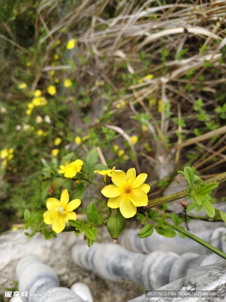 石缝间绽放的黄色小花