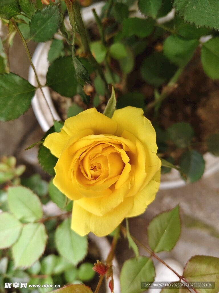 娇艳黄玫瑰