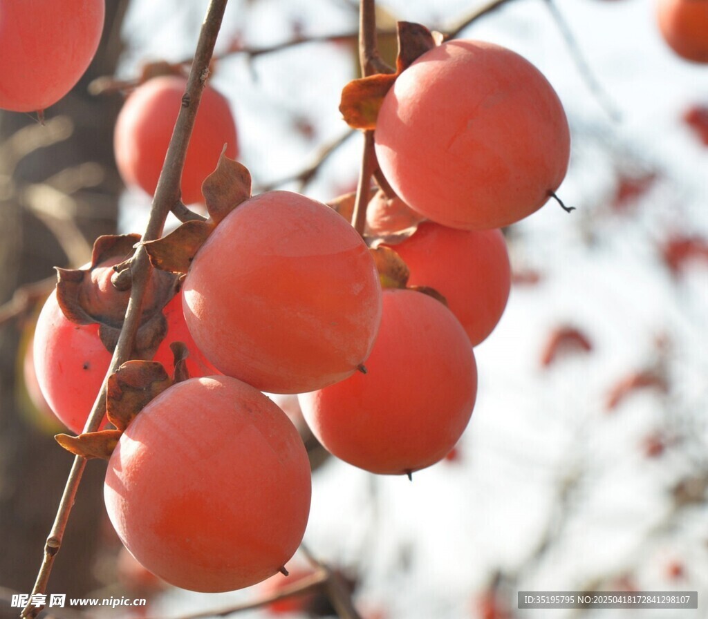 枝头红柿挂 秋意满