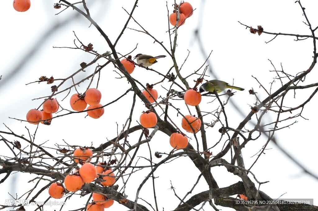枝头柿子与雀鸟的景致
