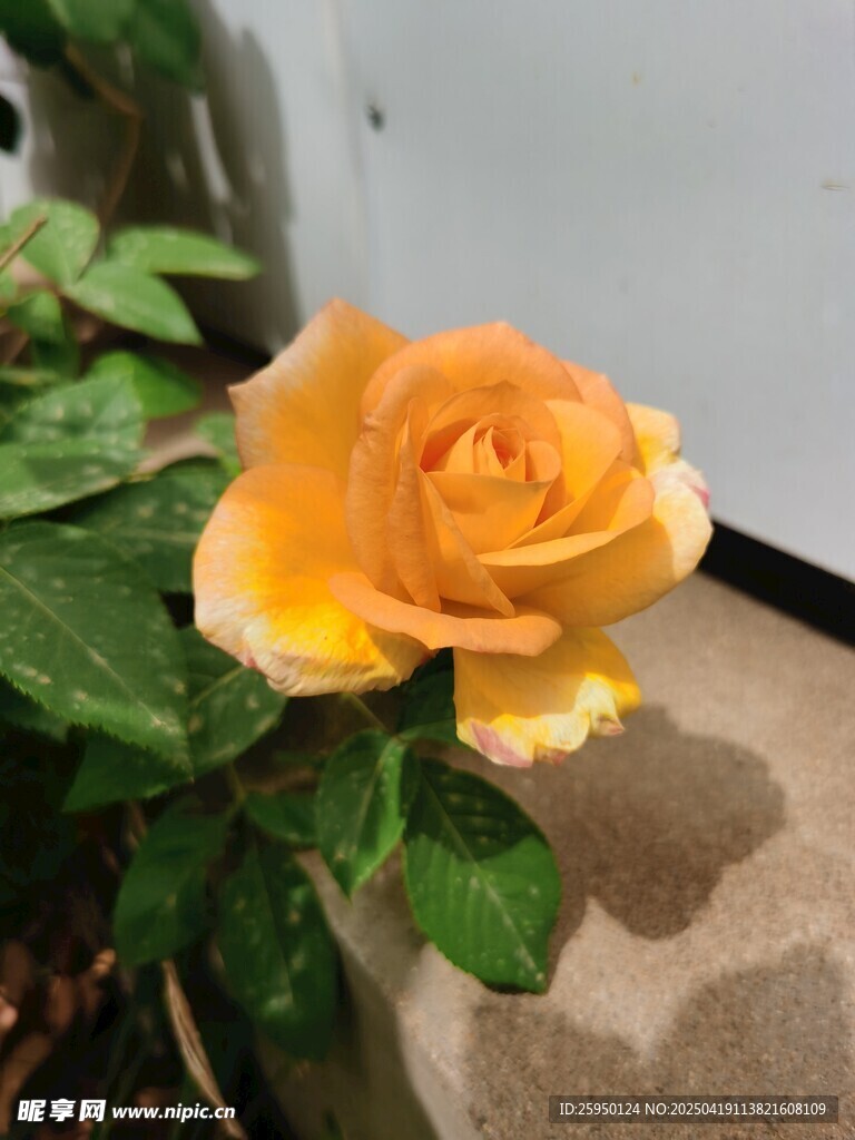 橙黄玫瑰