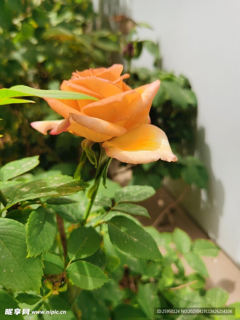 黄玫瑰