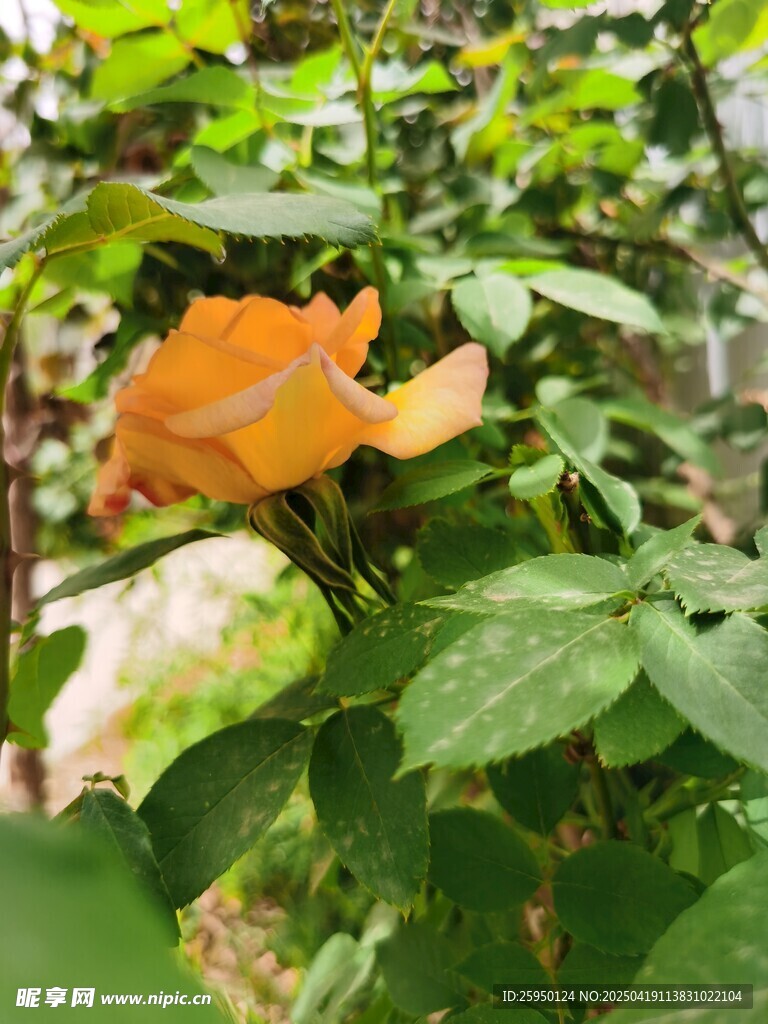 黄月季