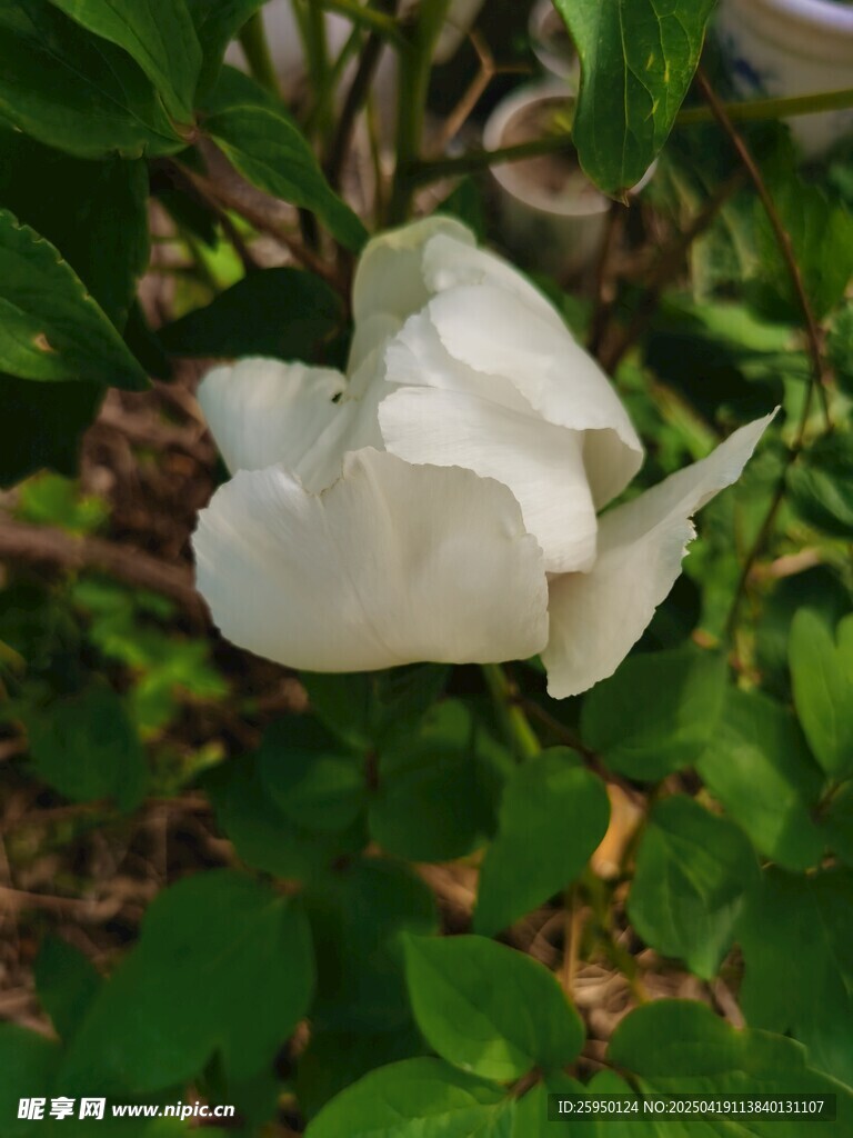 牡丹花