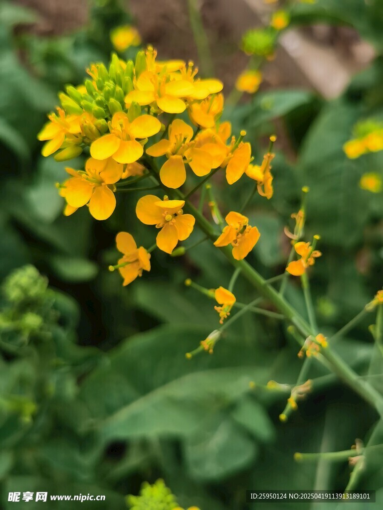 油菜花