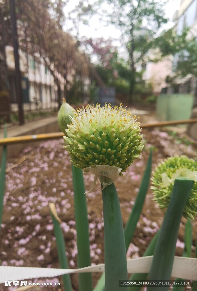 大葱
