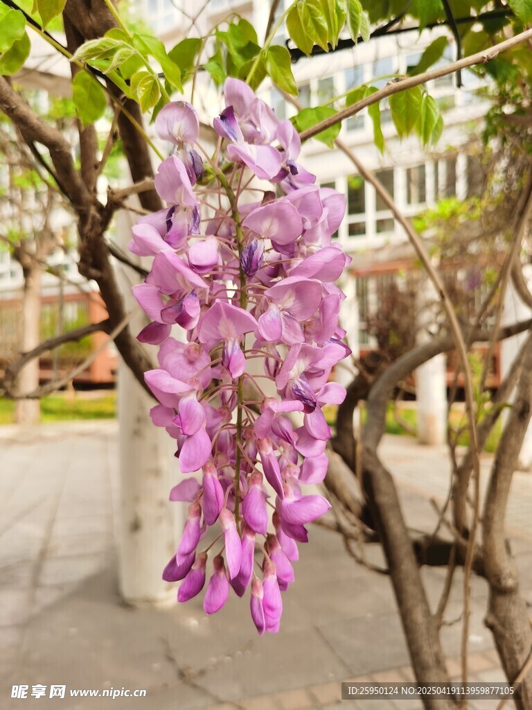 紫藤花