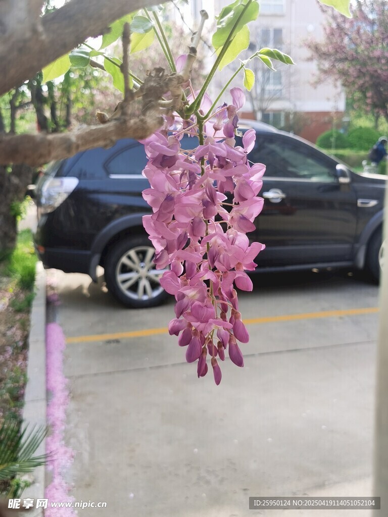 紫藤花 