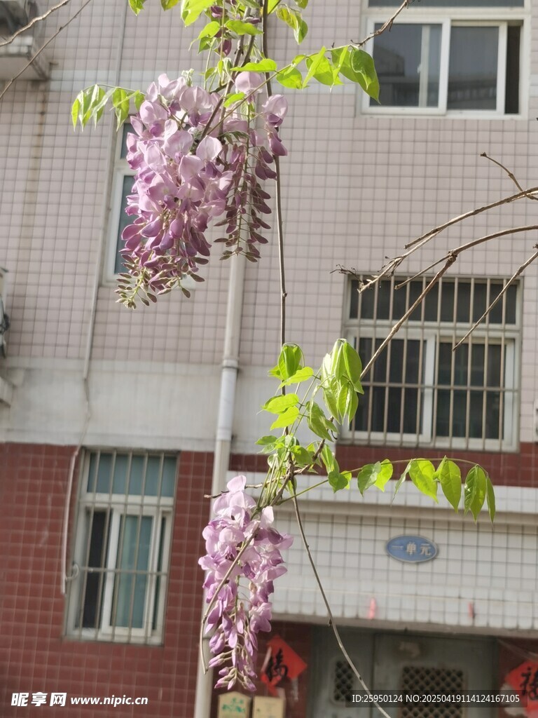 紫藤花