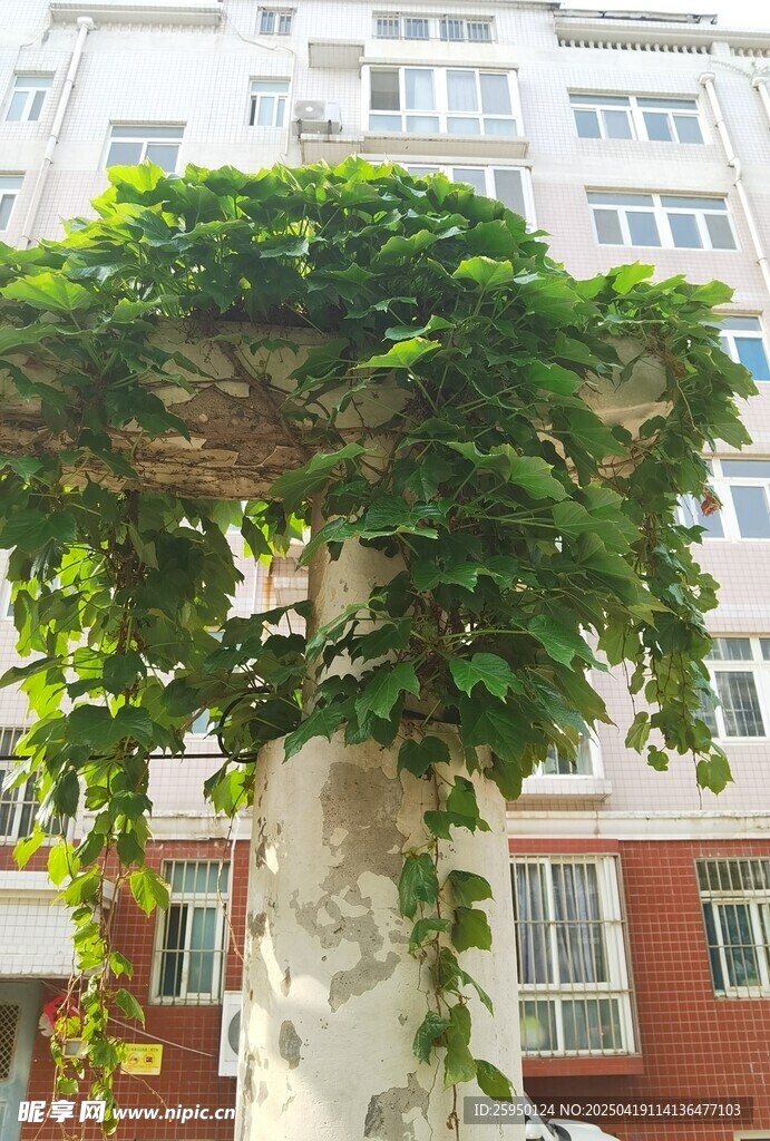 绿植立柱