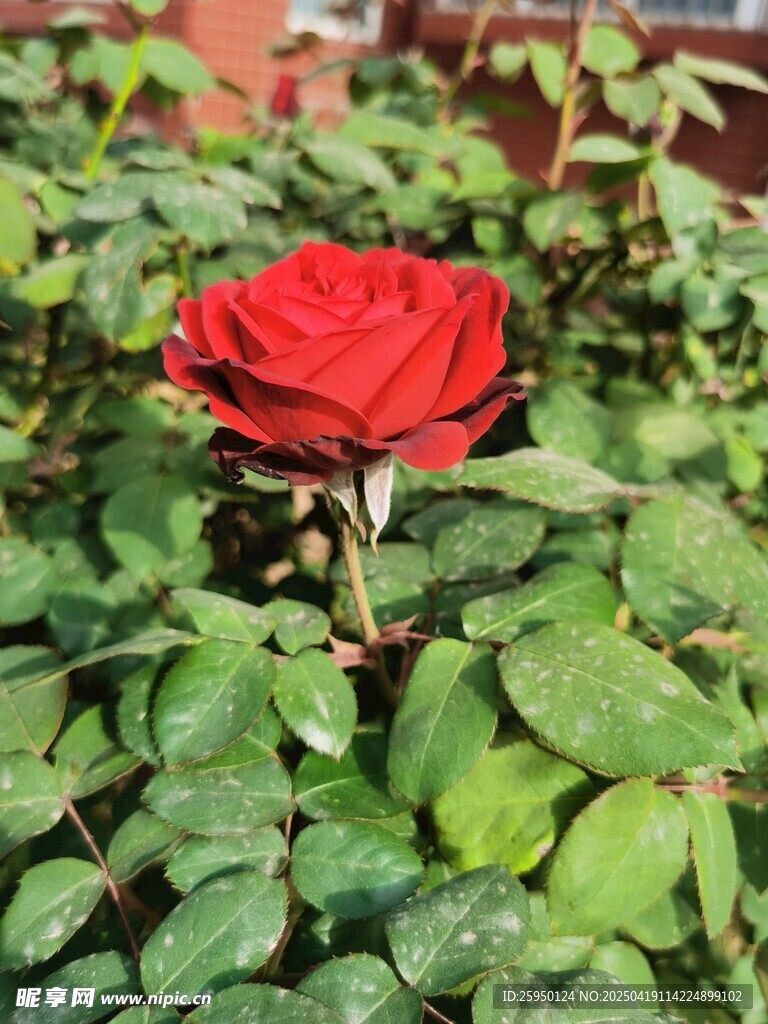 月季花