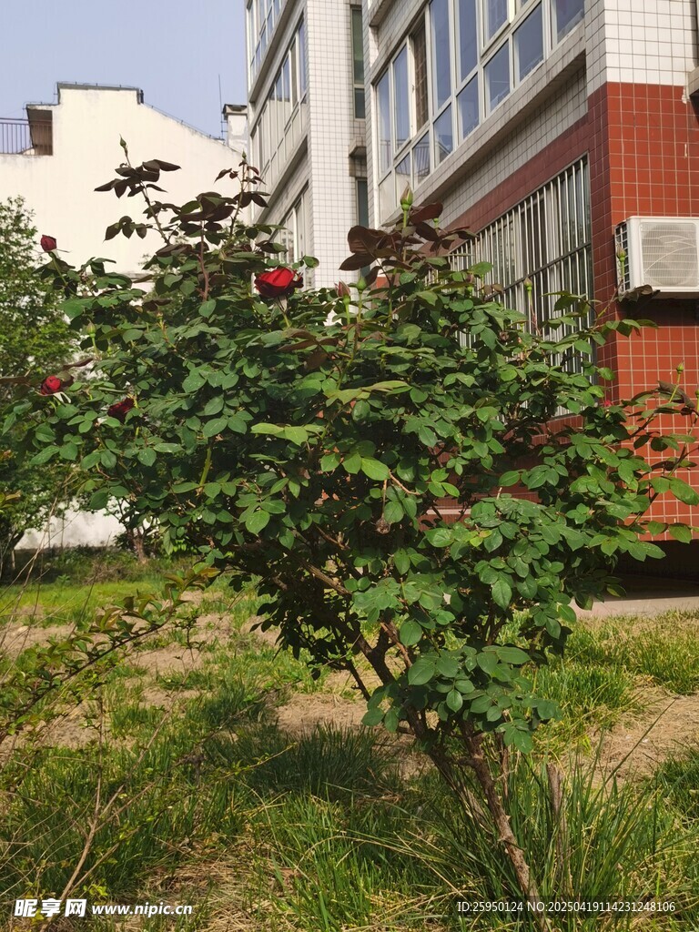 月季花