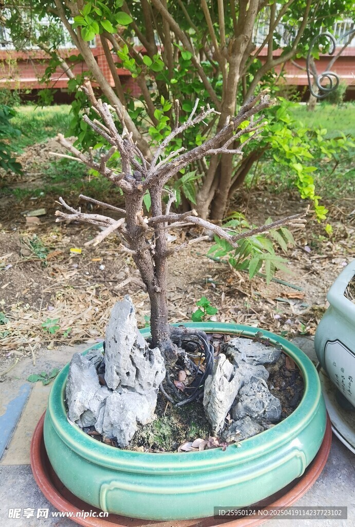 盆景枯树造型