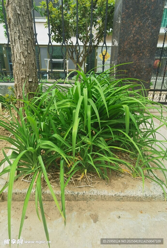 兰草
