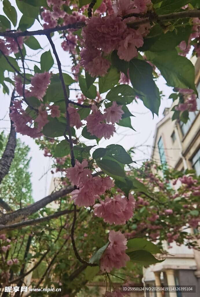 樱花