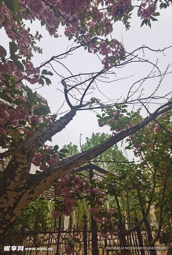 樱花
