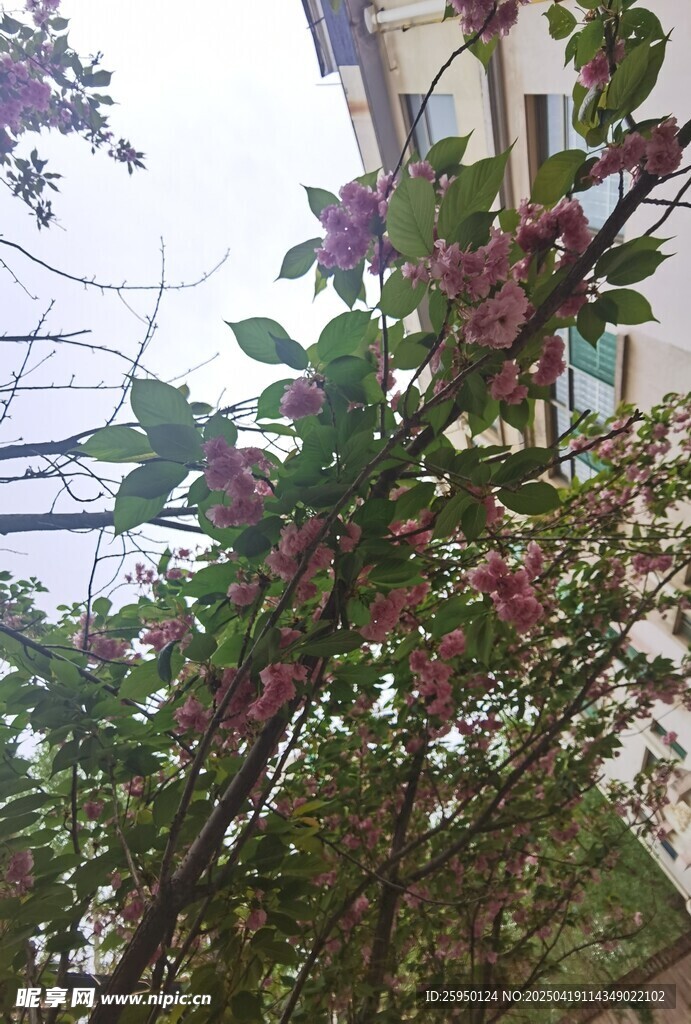 樱花