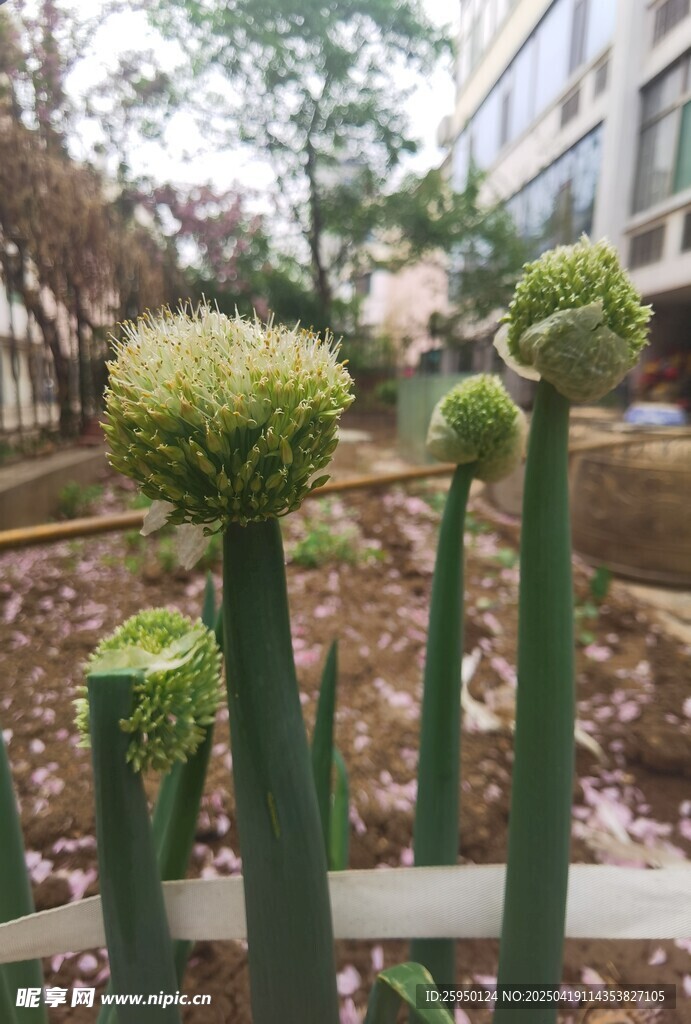 大葱