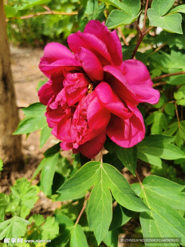 红牡丹