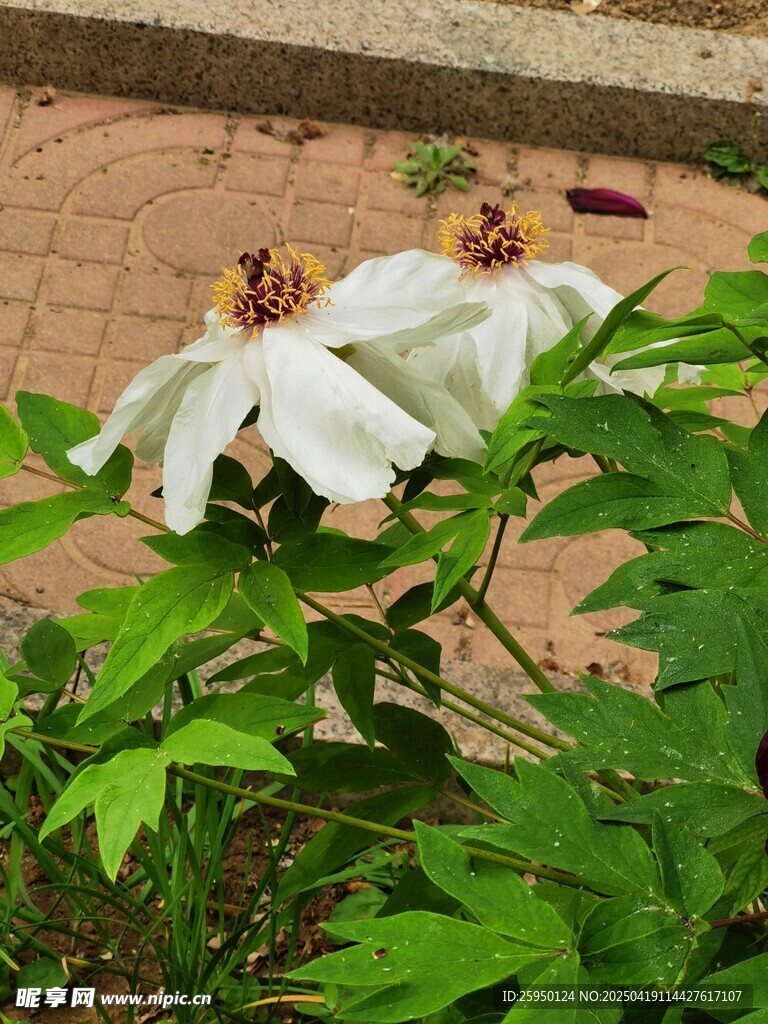 白牡丹